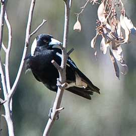 magpie